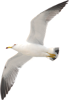 -2-e1714331589267.png -2-e1714331589267.png